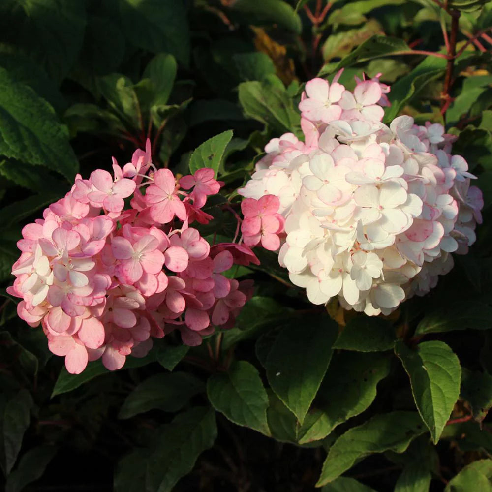 Vanilla Strawberry Hydrangea Tree R1288