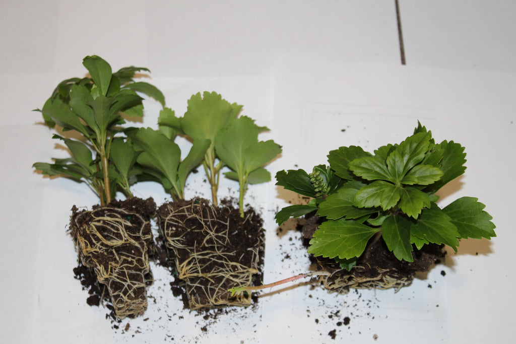 100 Bare Root Plants X775