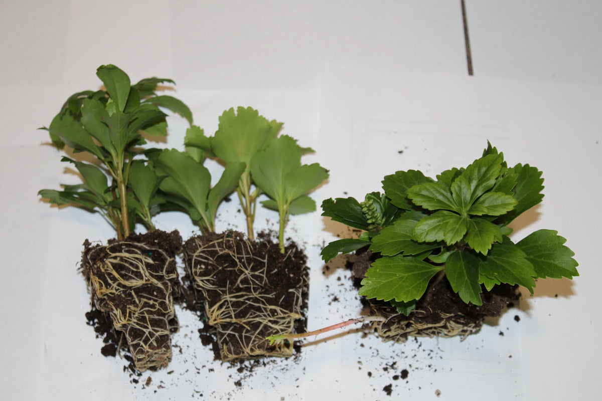 100 Bare Root Plants X775