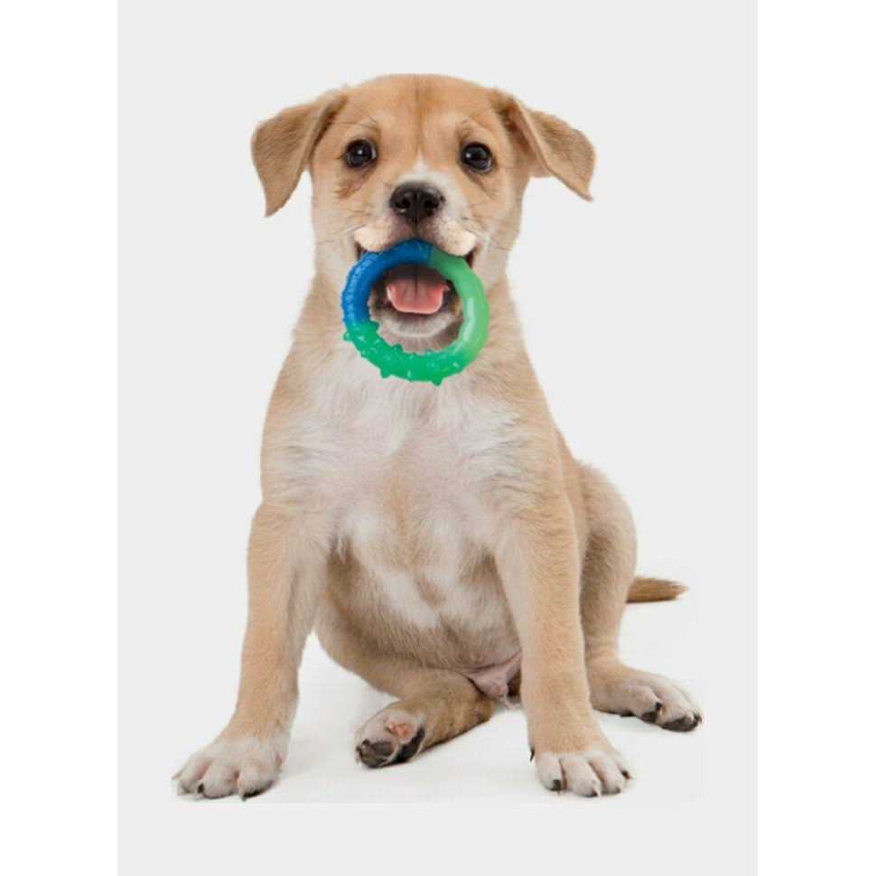 Ring Dog Toy H73579