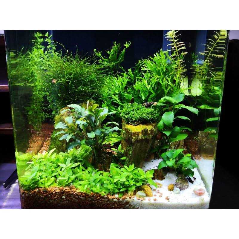 SulfaPlex Pet Supplies J93948
