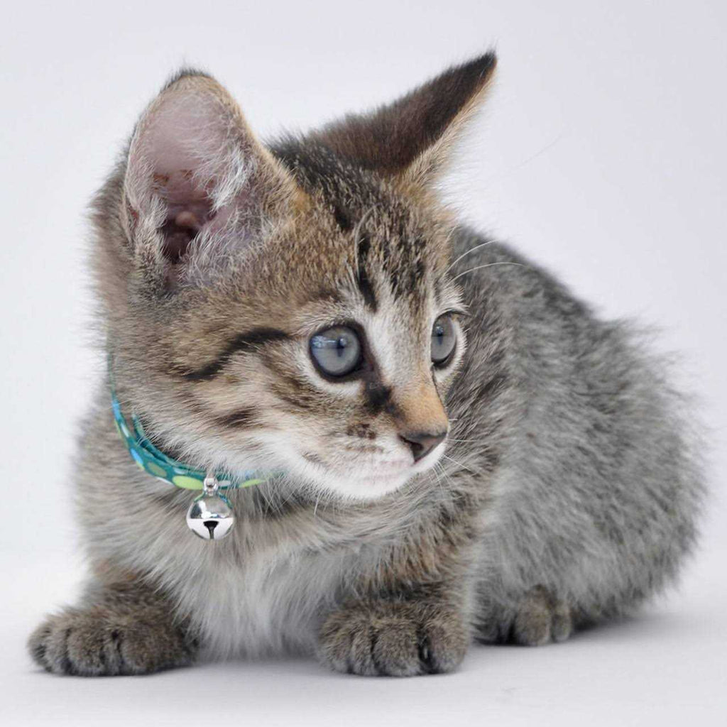 Adjustable Breakaway Kitten Collar R7750
