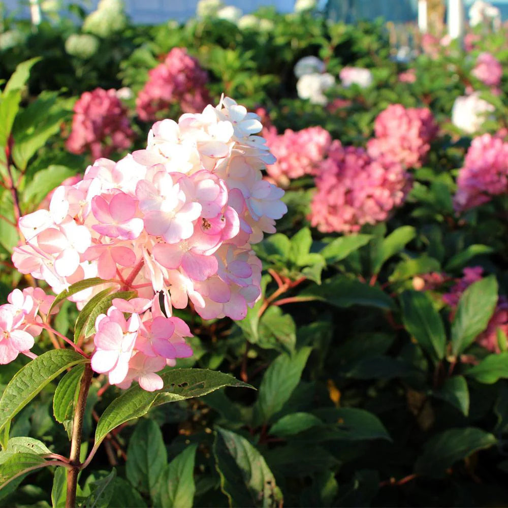 Vanilla Strawberry Hydrangea Tree R1288