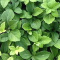 100 Bare Root Plants X775