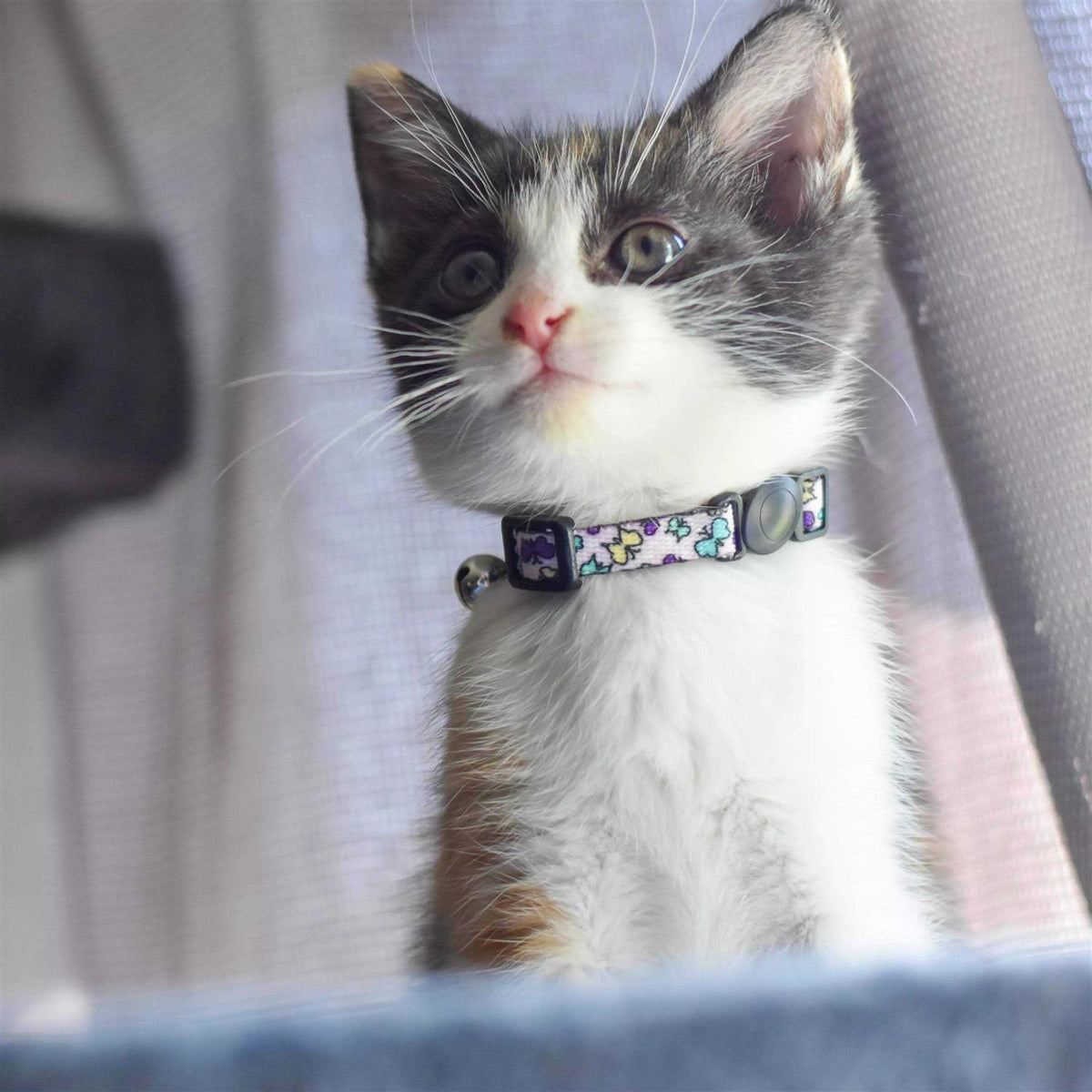 Adjustable Breakaway Kitten Collar R7750