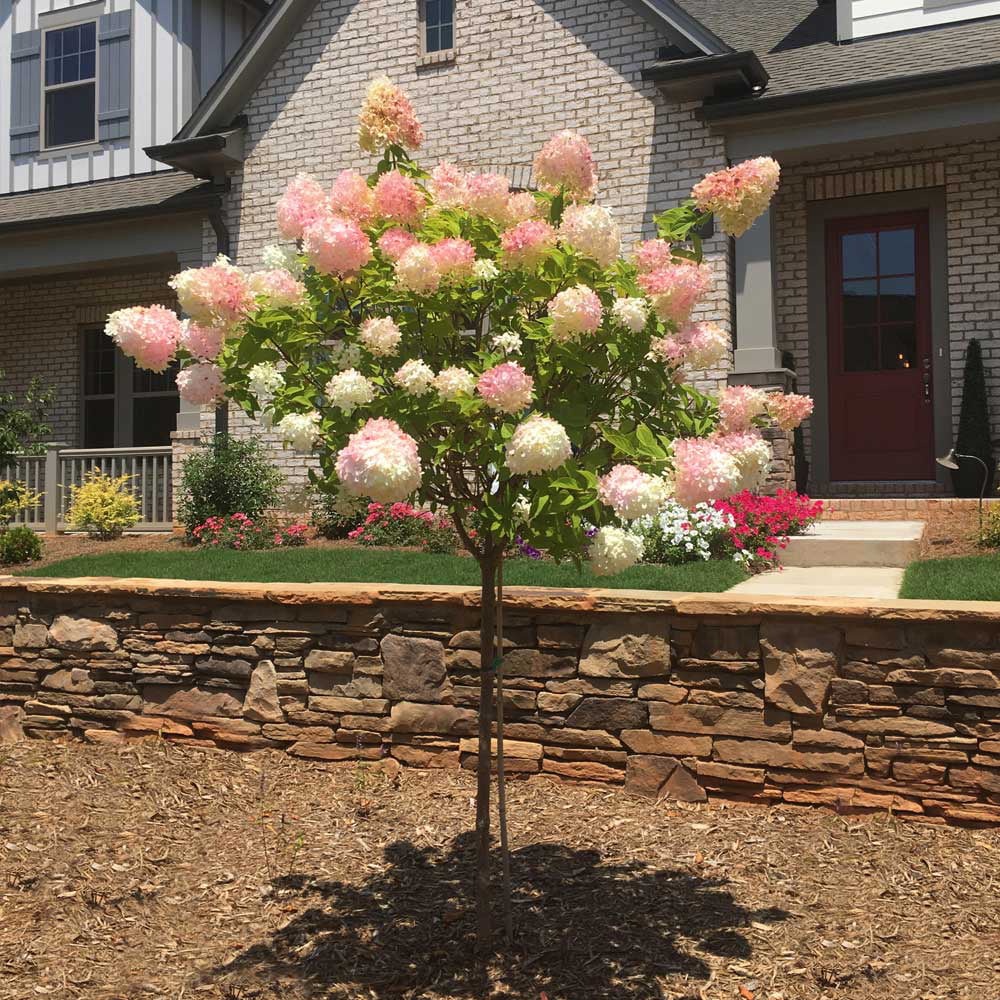 Vanilla Strawberry Hydrangea Tree R1288