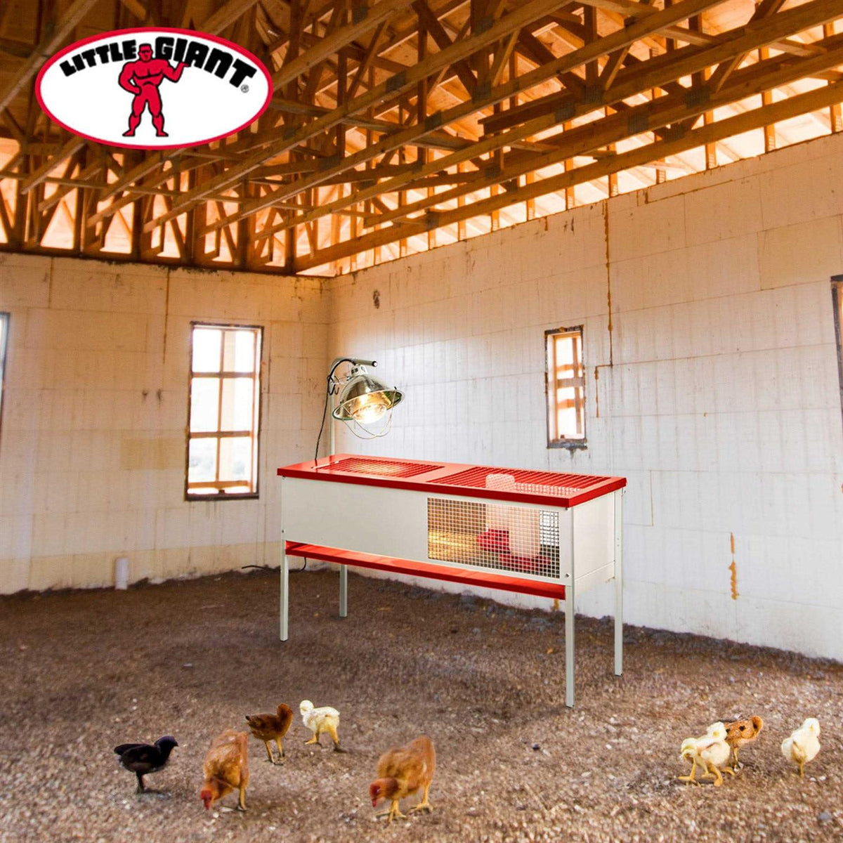 Galvanized Chick Brooder Box E89826