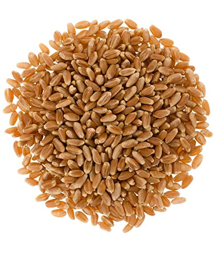 25 LBS Hard Red Winter Wheat Berries E7200
