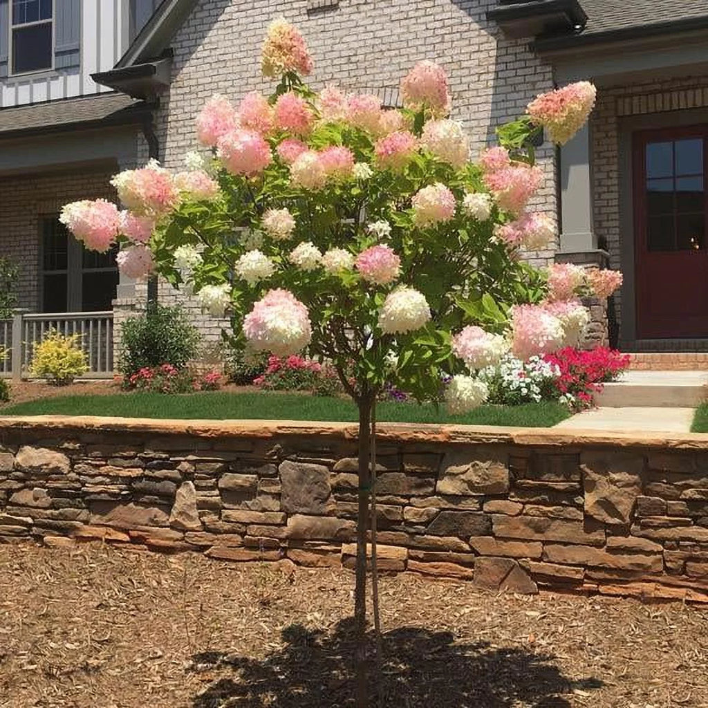 Vanilla Strawberry Hydrangea Tree R1288