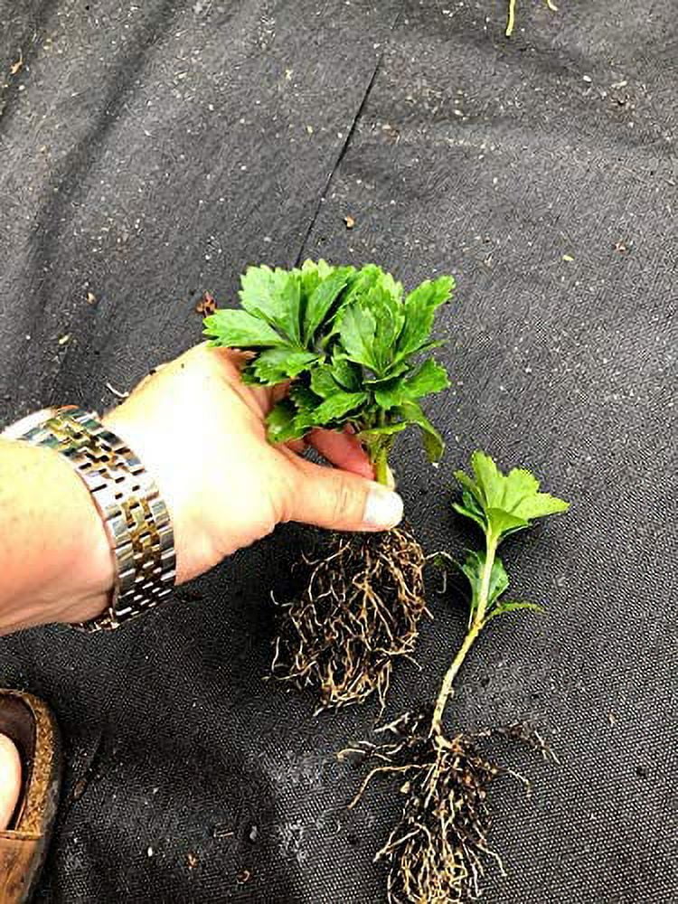 100 Bare Root Plants X775