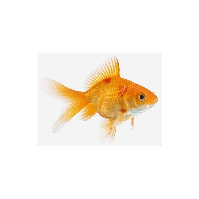 SulfaPlex Pet Supplies J93948