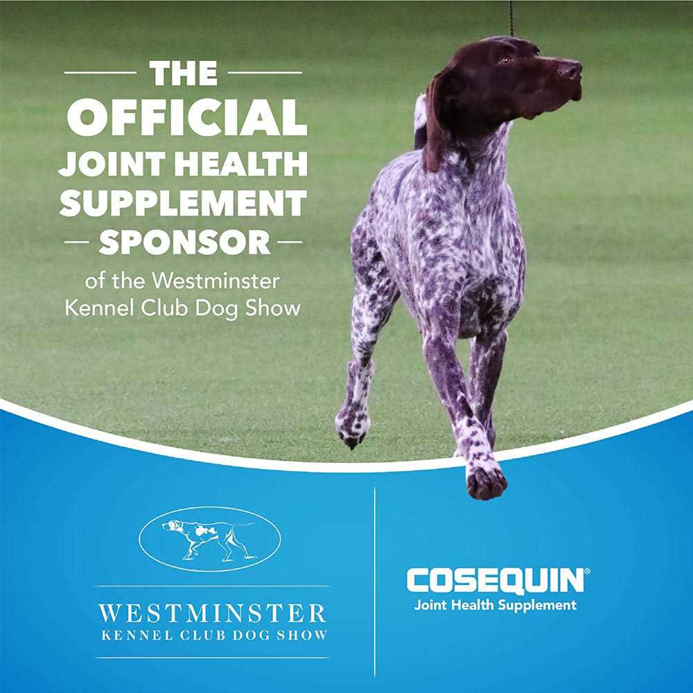 Joint Health Supplement for Senior Dogs H31043