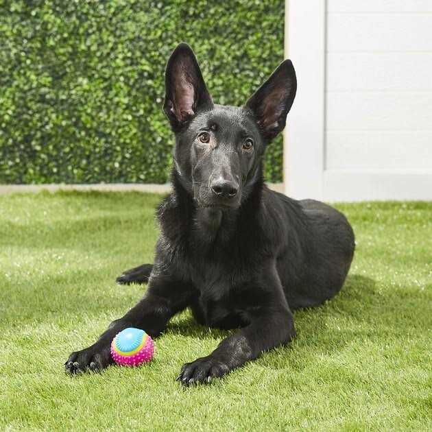 Sensory Ball Dog Toy A86540