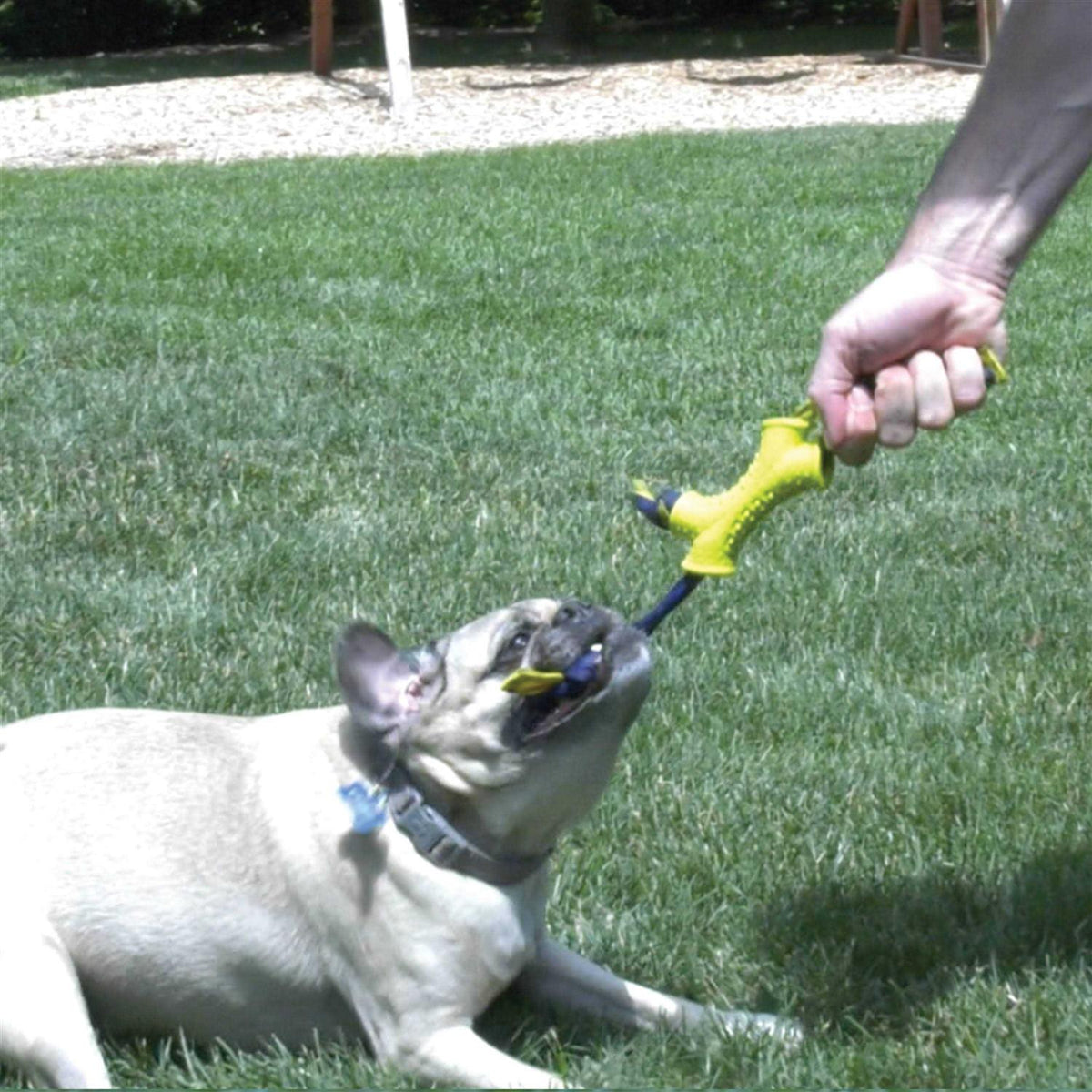 Dog Toy V74279